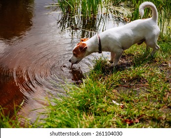 Dog Drinking Water From The Lake