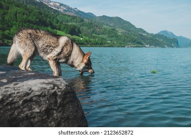 Dog Drinking Water From A Lake In The Mountains