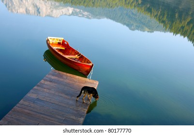 Dog Drinking Water From Mountain Lake