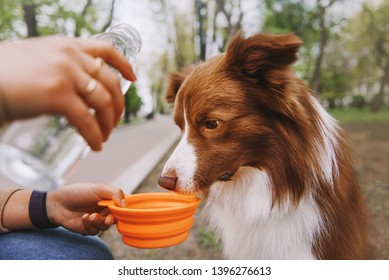 Dog is drinking water on street while walking