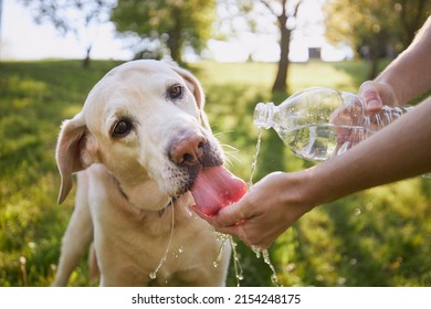 Dog drinking water from plastic bottle. Pet owner takes care of his labrador retriever during hot sunny day.	
