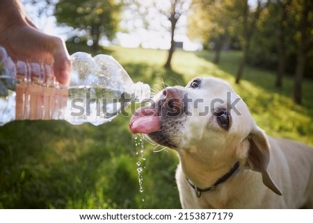 Dog drinking water from plastic bottle. Pet owner takes care of his labrador retriever during hot sunny day.	 Foto stock © 