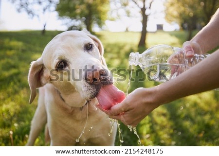 Dog drinking water from plastic bottle. Pet owner takes care of his labrador retriever during hot sunny day.	 Foto stock © 