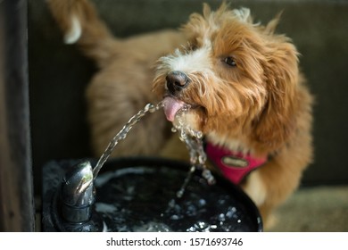 Dog Drinking Water In A Public Fountain In A Dog Park