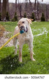 A dog drinking water straight from a garden hose