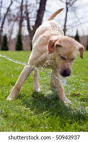 A dog drinking water straight from a garden hose