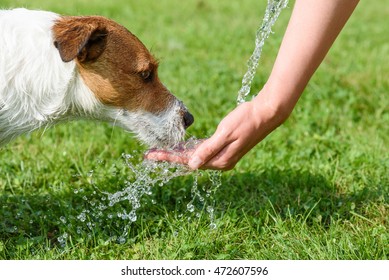 Dog drinking water from woman hand at hot summer day