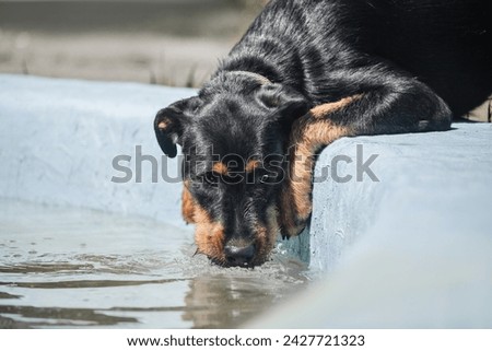 dog drinks water from a pond in summer