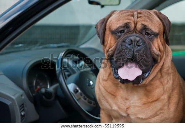 Dog
Driver - Bullmastiff sitting at the driver's
seat