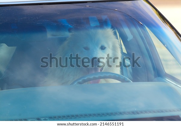 Dog in the Driver Seat of a\
Car