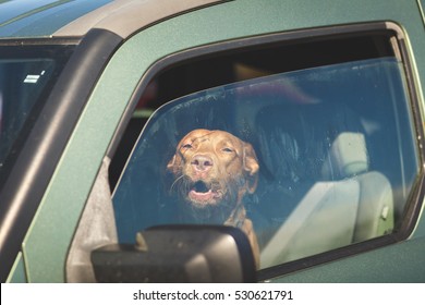 Dog in drivers seat of green vehicle with windows open partly