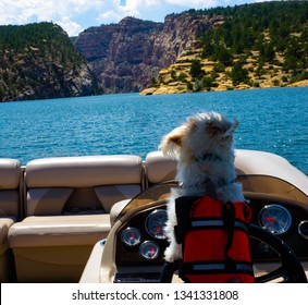 A Dog Driving A Boat