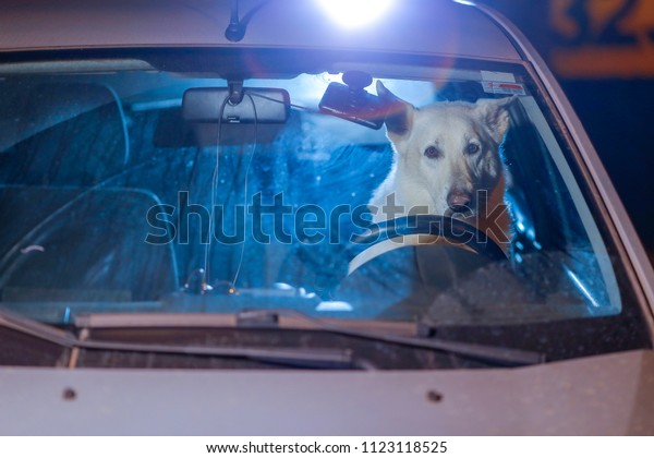 Dog Driving\
Car