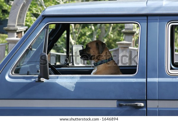 dog driving\
car