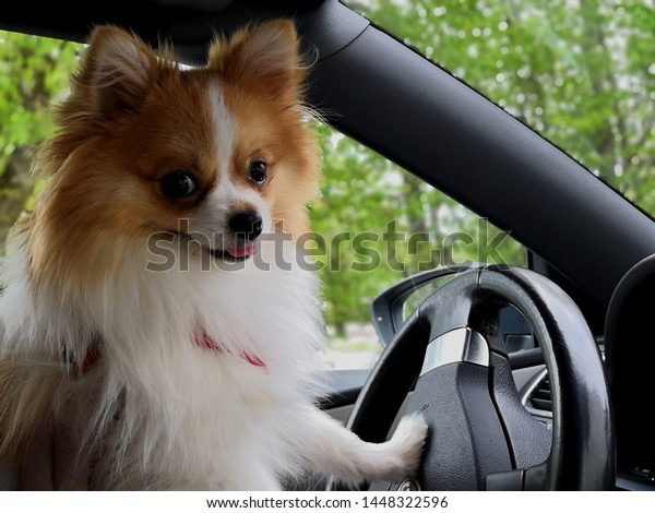 Dog driving a\
car. German Spitz driving a\
car