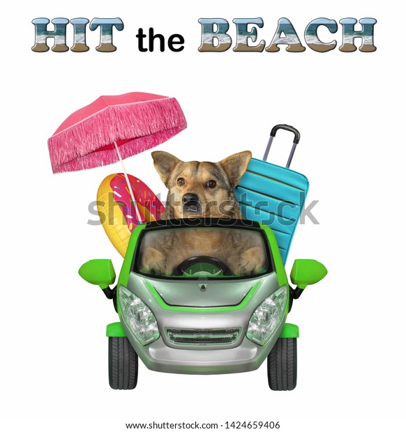 The dog is driving to the seaside. There are a\
umbrella, an inflatable circle and a suitcase in his car. Hit the\
beach. White background.\
Isolated.