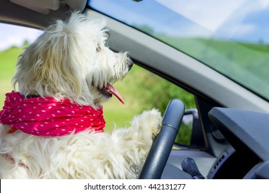Dog driving a steering wheel in a car