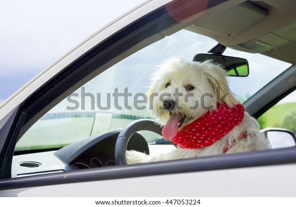 Dog driving a steering\
wheel in a car