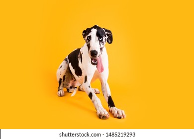 Dog Drooling With Tongue Out