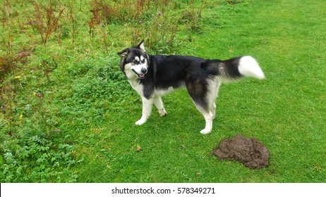 Dog Drops A Cow Pat