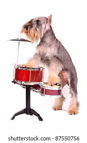 Dog with a drum kit, studio shot