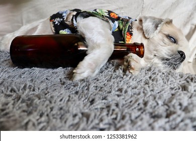 The Dog Drunk And Hangover, It’s Sleeping With A Beer Bottle.