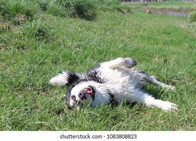 Dog Drying Off