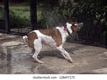 Dog Drying Off After A Swim