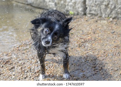 Dog Drying Off After A Swim