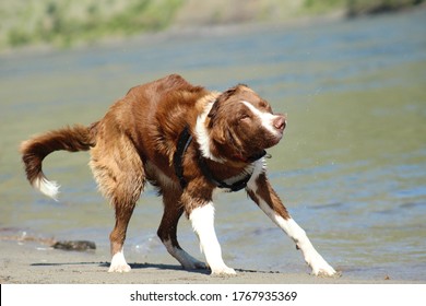 Dog Drying Off From A Nice Swim