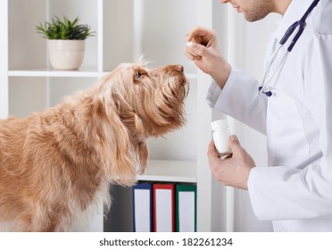 Dog During Taking Medicine From Male Vet