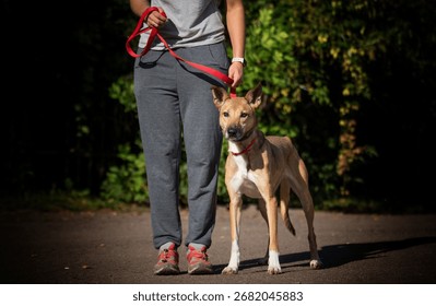 A dog during training performs a command "Heel"