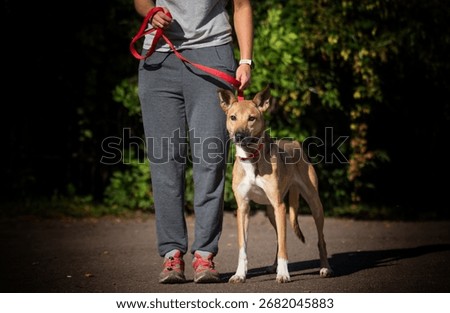 A dog during training performs a command "Heel"