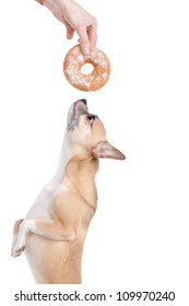 Dog Is Eager To Eat Donat, Isolated On White