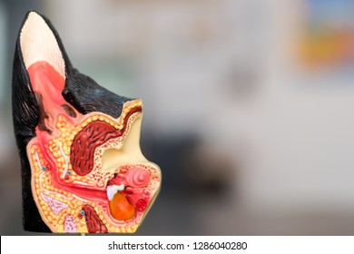 dog ear anatomy mold and blurred background