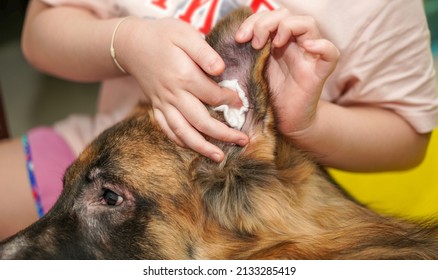 Dog Ear Car By Cleaning Medicine