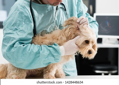 Dog Ear Care At The Vet