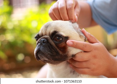 Dog Ear Cleaning. 