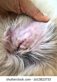 27 Canine Malassezia Dermatitis Images, Stock Photos & Vectors ...