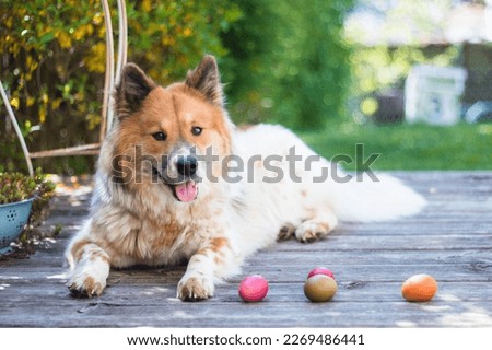 dog with easter eggs, dog with eggs, dog at easter, cute dog