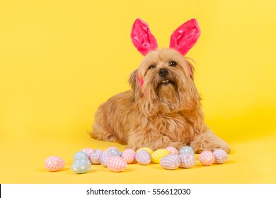 Dog as easter hare with eggs on yellow background
