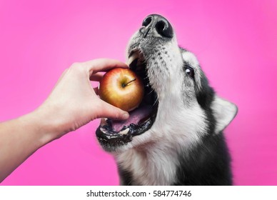 Imágenes Fotos De Stock Y Vectores Sobre Dogs Eating Apple