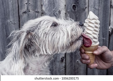 Dog Eat Ice Cream