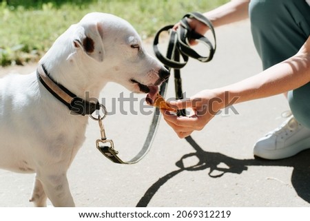 Dog eat ice cream outdoors. Side view of hand giving jack russell terrier waffle cone, owner feeding her pet with sweet food.