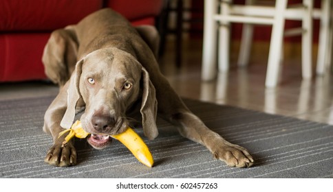 Dog Eating Banana