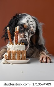 Dog Eating A Birthday Cake