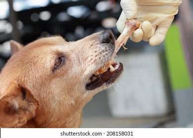 are chicken wing bones good for dogs