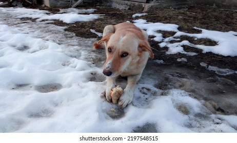 Dog Eating Bread With Pity, Animal, Pet