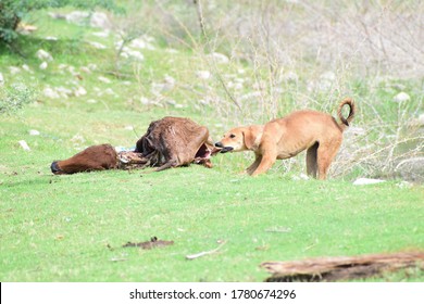 Dog Eating Dead Body Dead Cow Stock Photo 1780674296 | Shutterstock