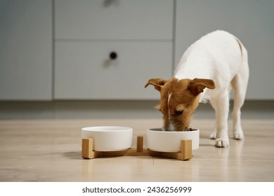 Dog eating dry food from a white bowl on the floor in kitchen, Hungry dog, Animal feeding and pet care - Powered by Shutterstock